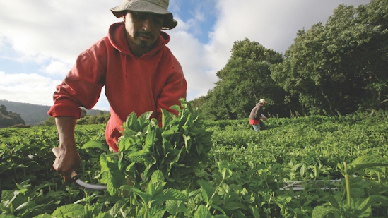 Jacobs Farm Featured